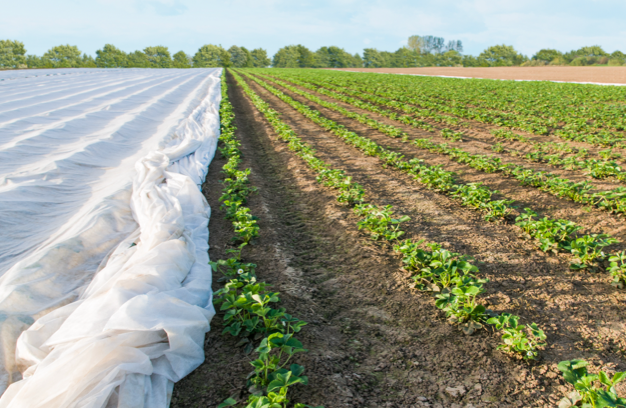 30.Tile Crop_Yield_Rounded_Tile_626x408